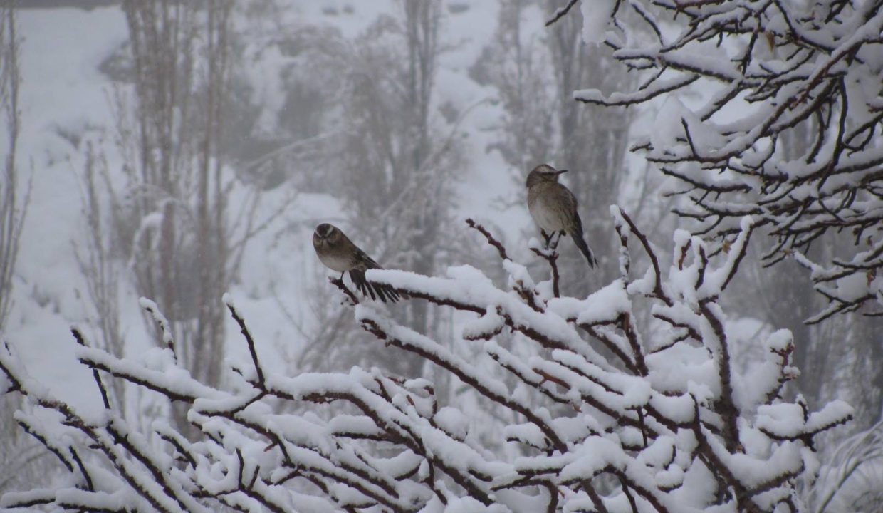 IMG-20250321-WA0012